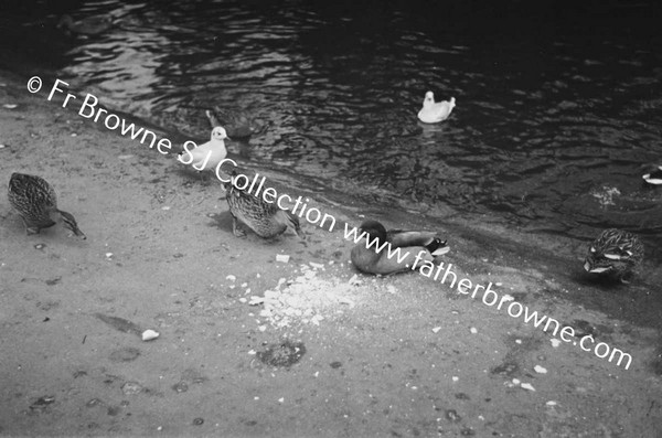 ST STEPHEN'S GREEN DUCKS